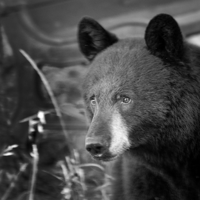 Bruin_1_bw