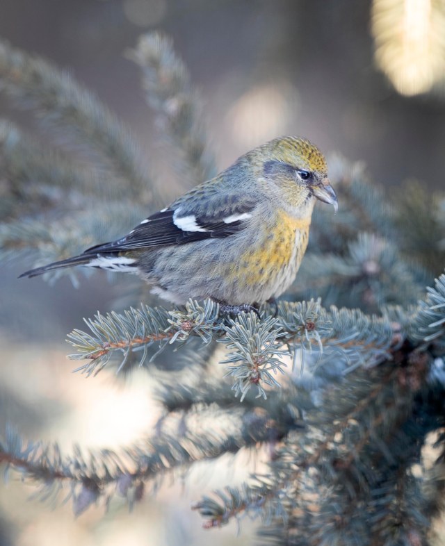Female_crossbill_1