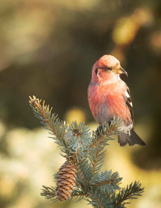 WHite_winged_crossbill_1