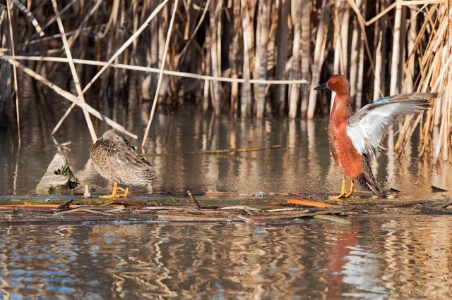 Cinnamon_teal_pair_1
