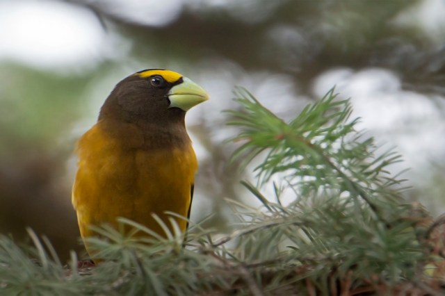 Evening_grosbeak_male_322