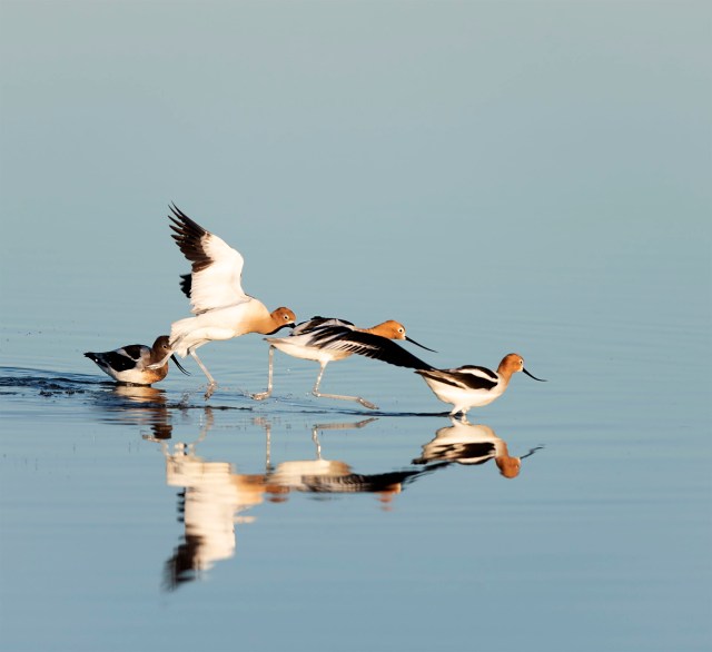 Four_Avocets_1