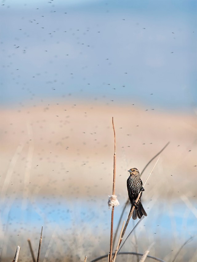 Decisons_decisions_132