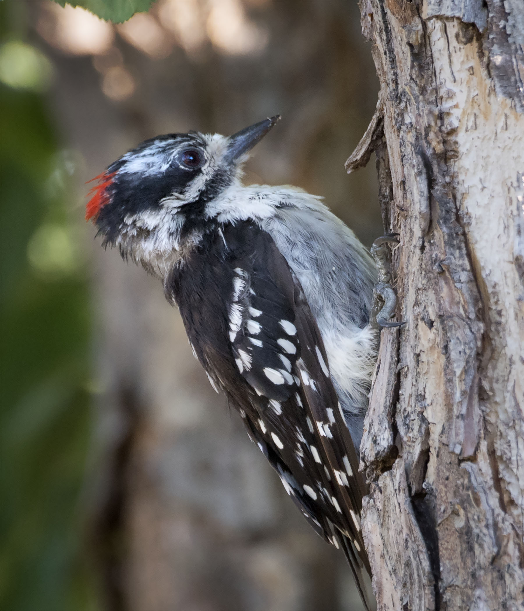 Downey_head_male_2345