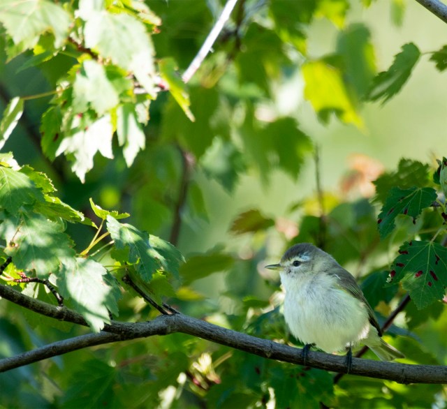 warbling_vireo_1