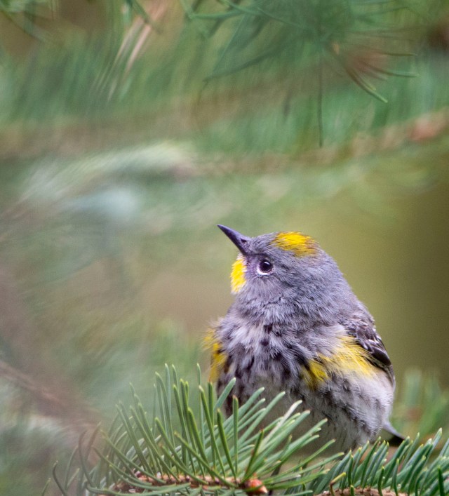 Yellow_rumped_female_2134