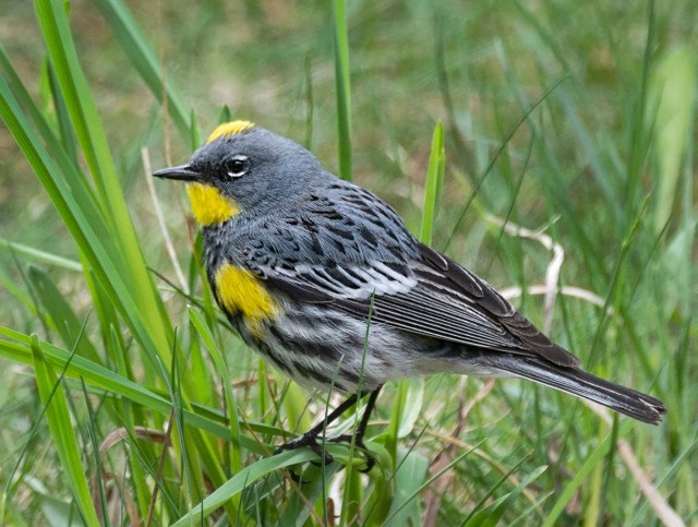 Yellow_rumped_warbler_male_9856