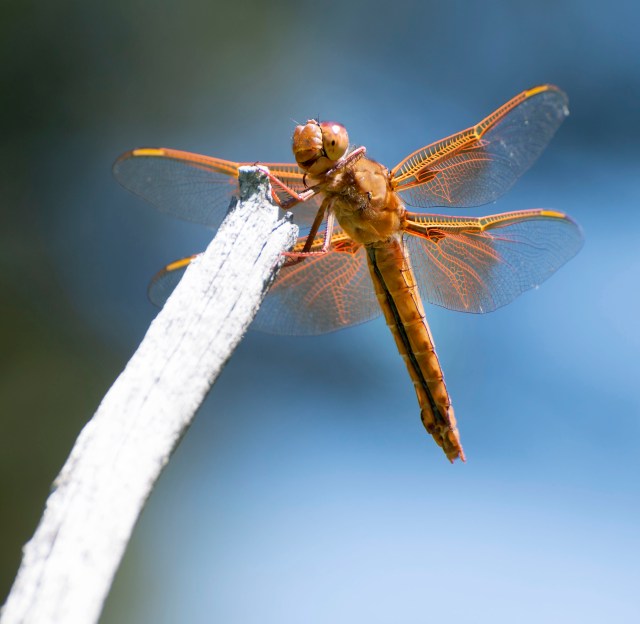 Meadowhawk_2