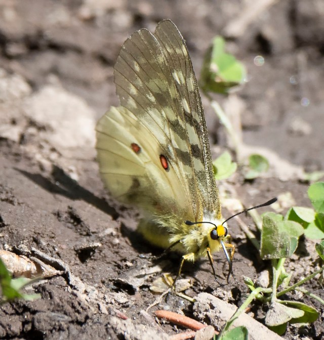 Uknown_Butterfly_2341