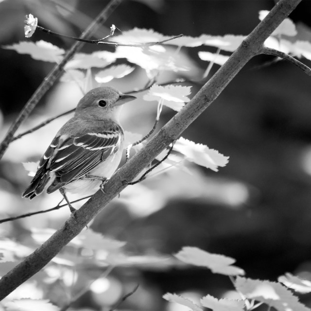 Warbling_vireo_bw
