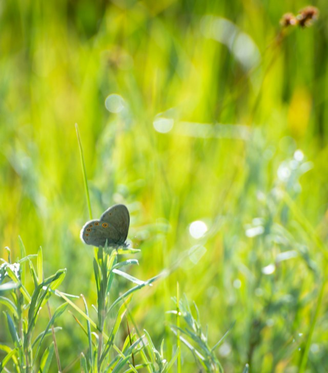 When_flowers_bloom_1