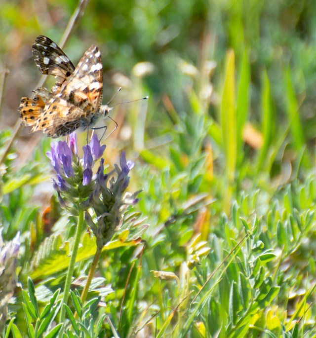 When_flowers_bloom_2