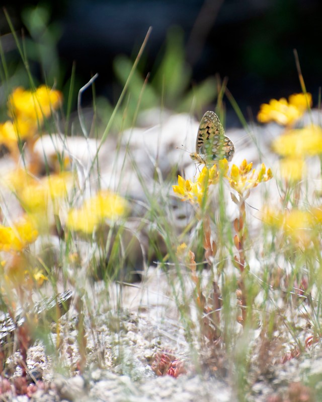 When_flowers_bloom_3