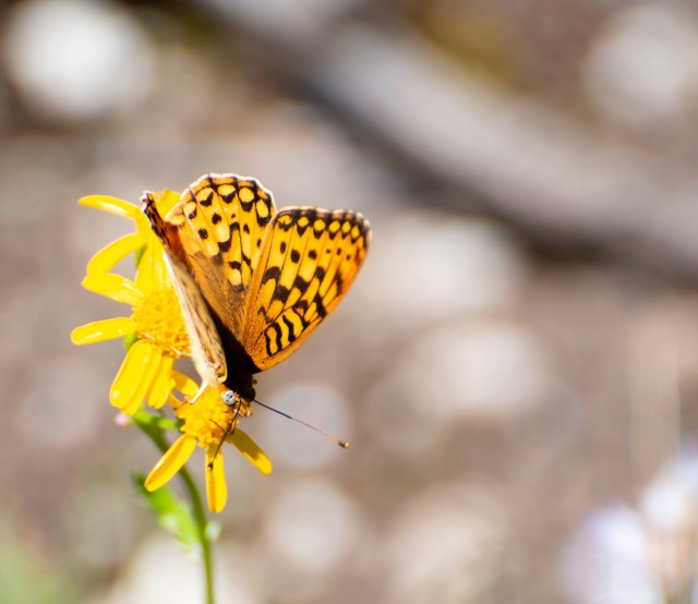 When_flowers_bloom_4