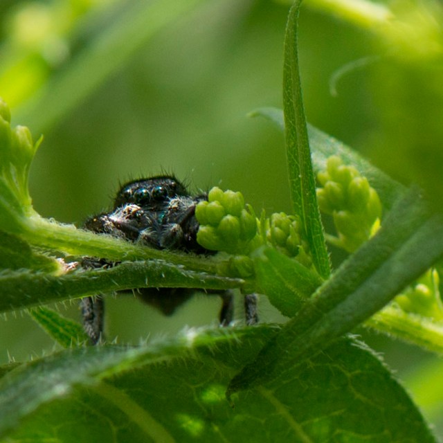 Bold_jumping_spider_2