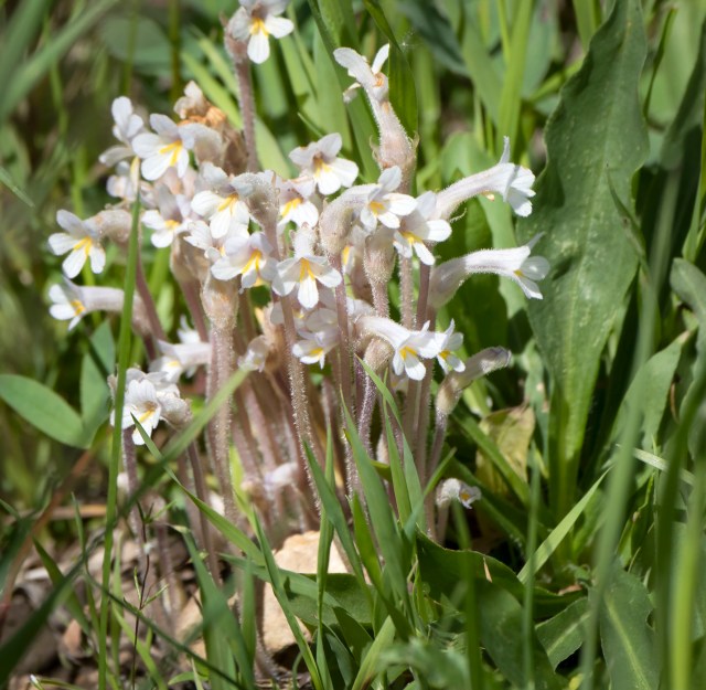 Broomrape_1