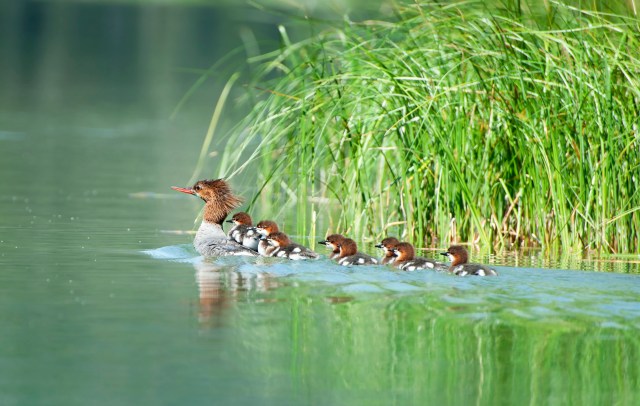 Eight_mergansers_1