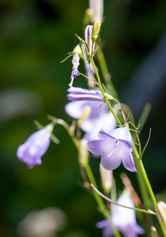 Harebells_2