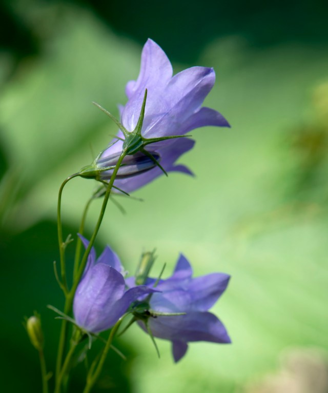 Harebells_4