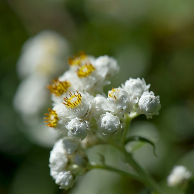 Pearly_everlasting_1037