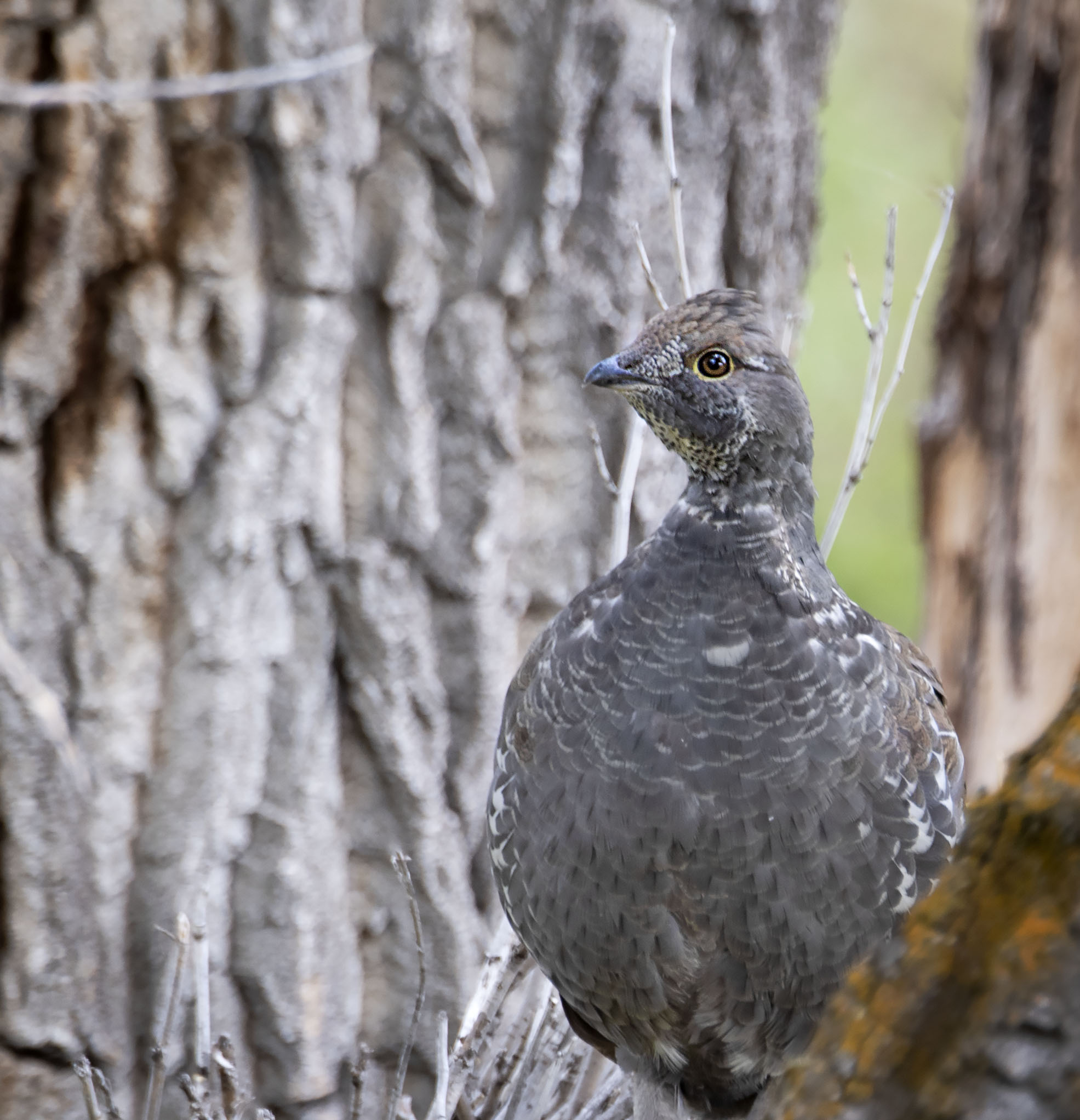 Dusky_grouse_23298