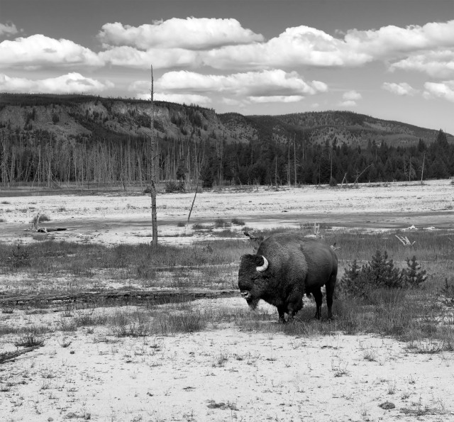 Yellowstone_bw_34168