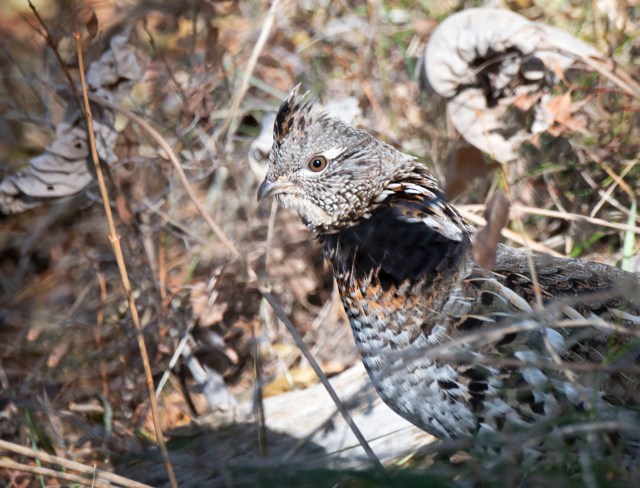 Male_ruffed_grouse_12094