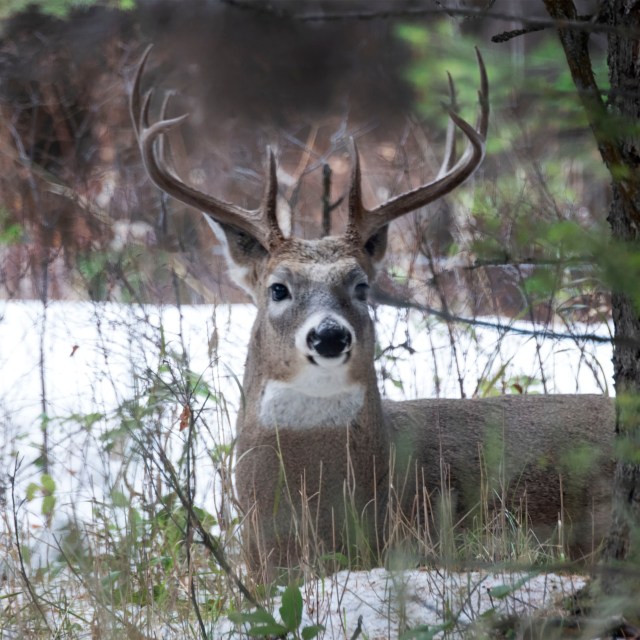 Mule_deer_buck_120945