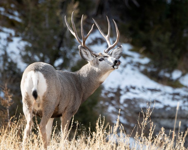 Mule_deer_buck_23145
