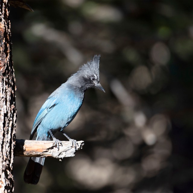 Stellars_jay_023145