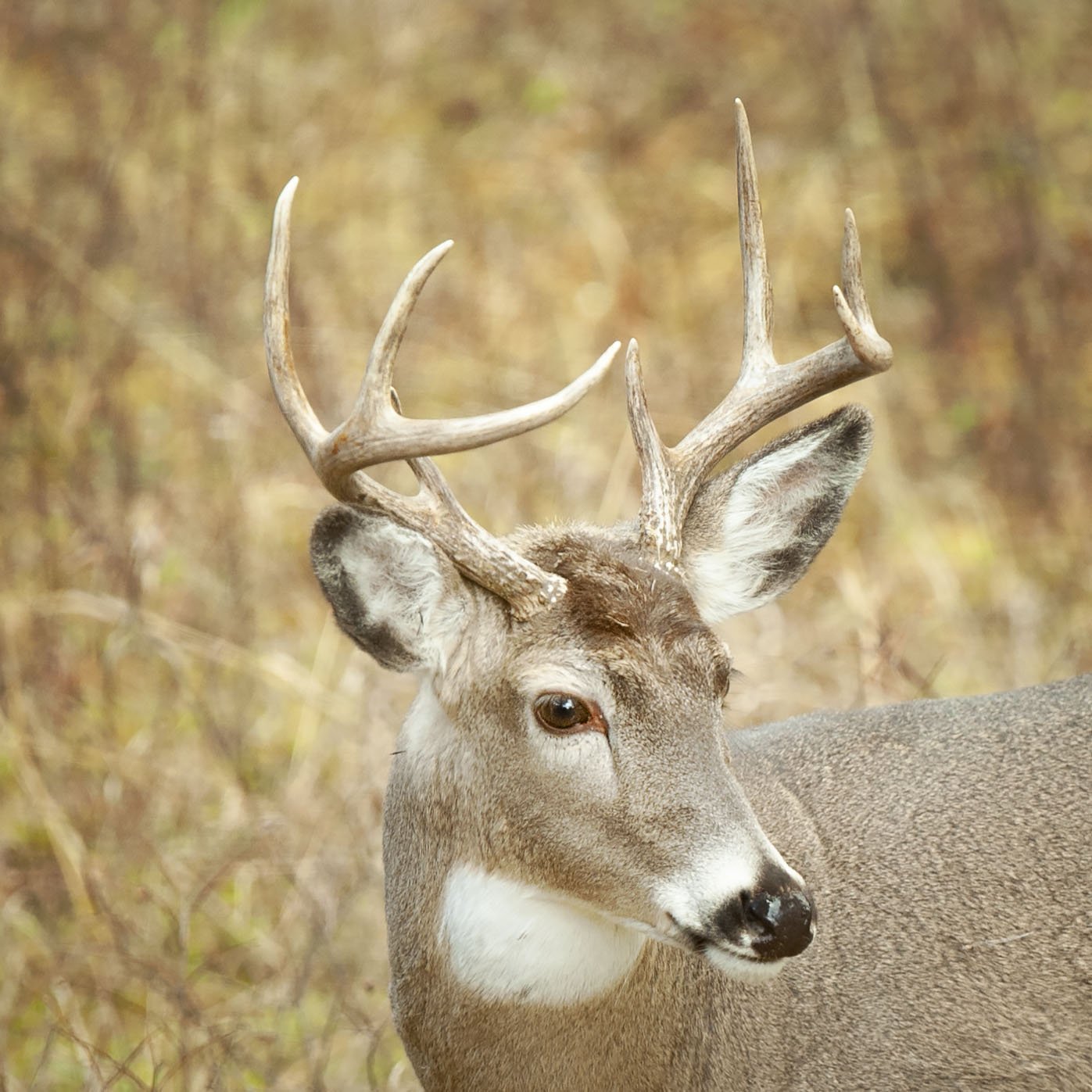 White_tailed_buck_09123