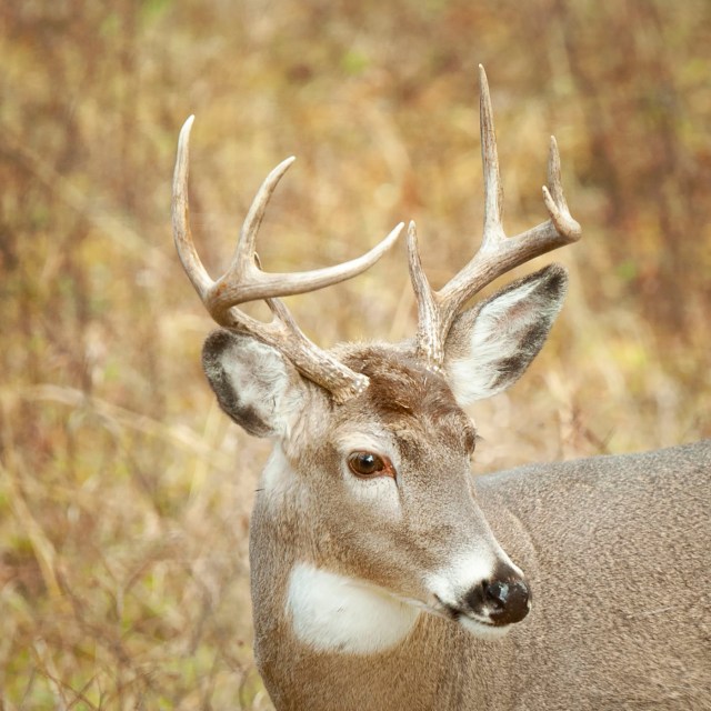 White_tailed_buck_09123