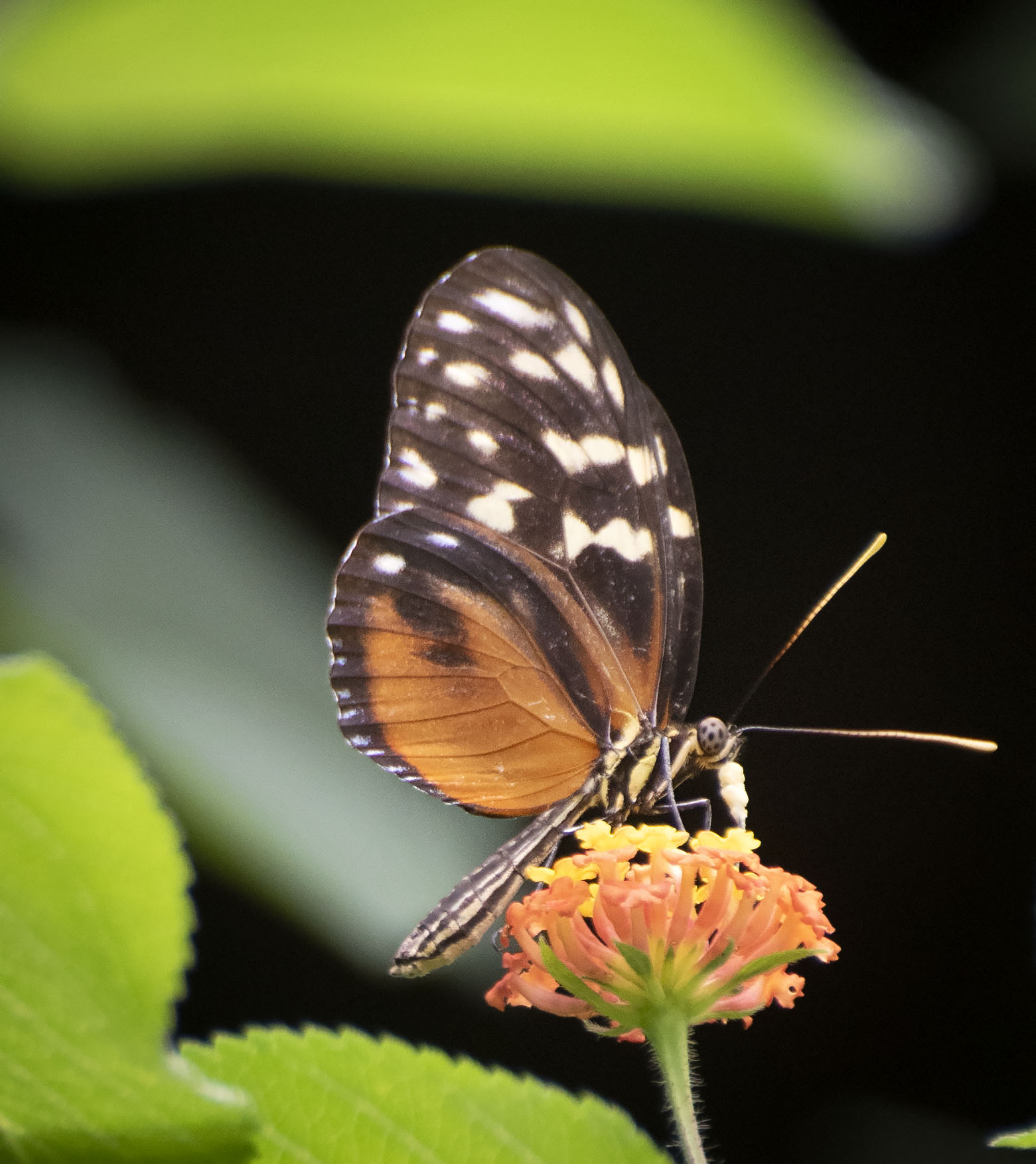 A_splash_of_color_129034