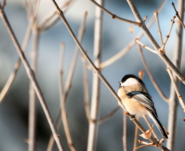 Chickadee_210234