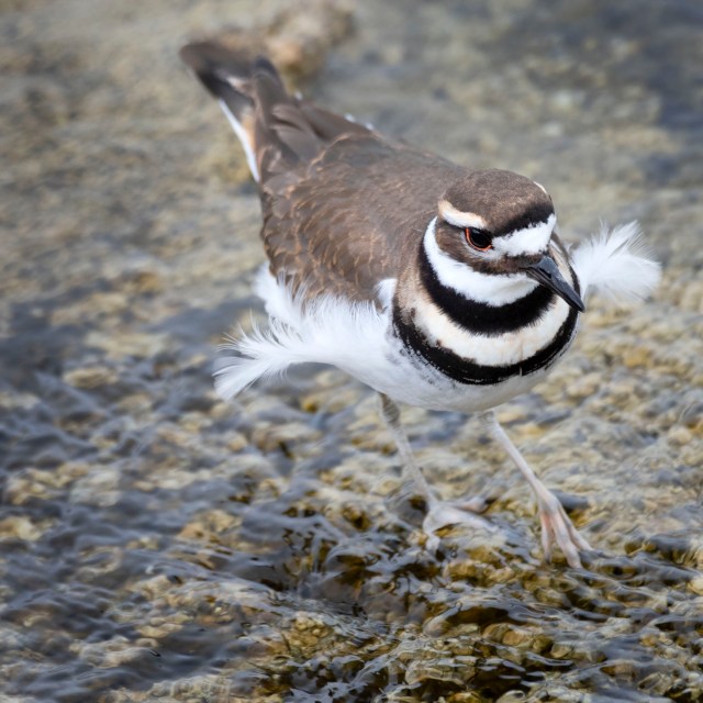 Killdeer_09231
