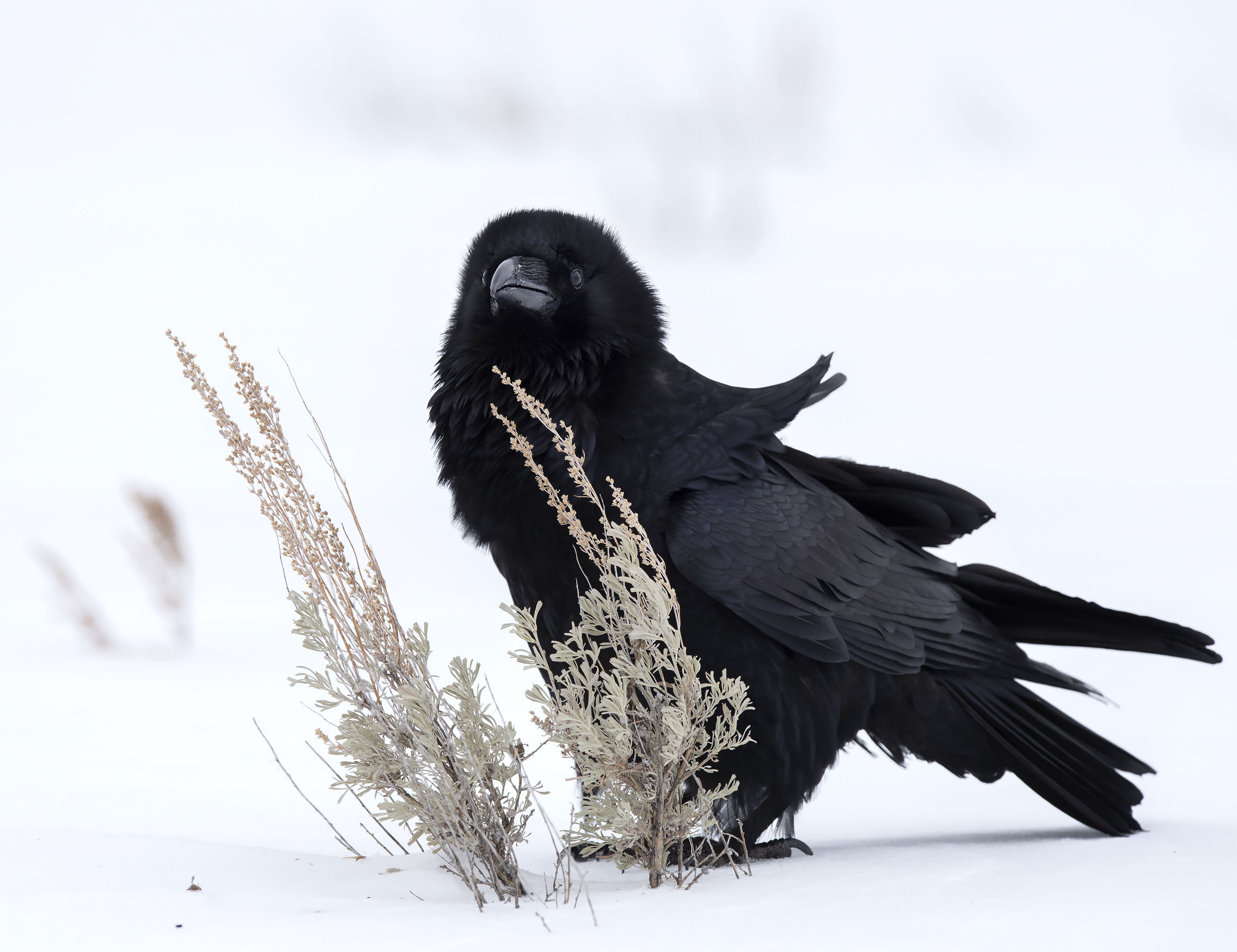 Winter_raven_2314