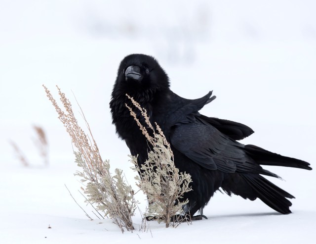 Winter_raven_2314