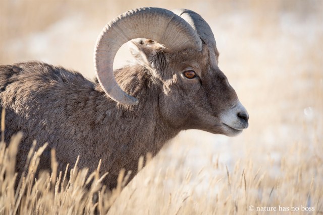 BIghorn_012234