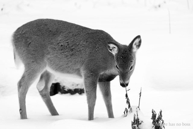 Black_and_white_tailed_1