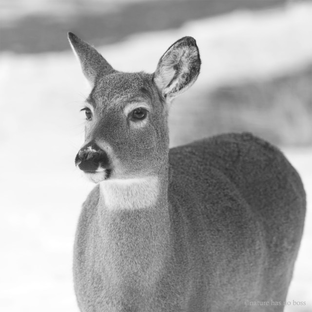 Black_and_white_tailed_2