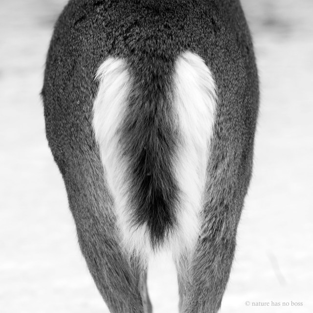 Black_and_white_tailed_4
