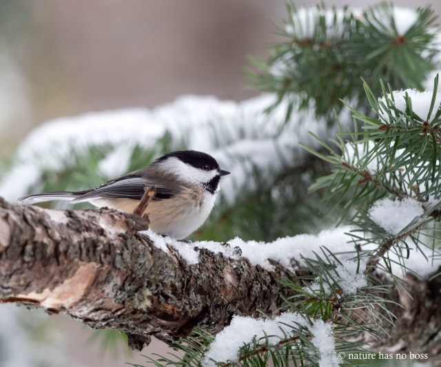 Black_capped_2314545