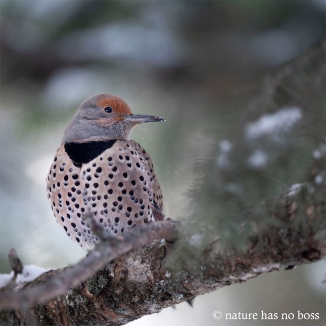 Female_flicker_01212