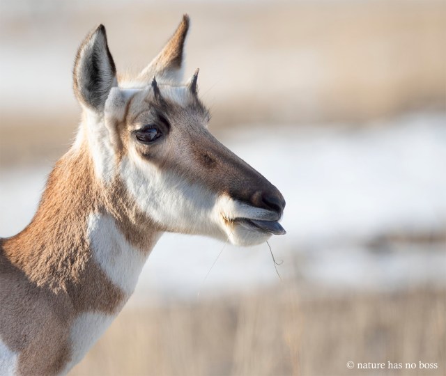 Pronghorn_02314