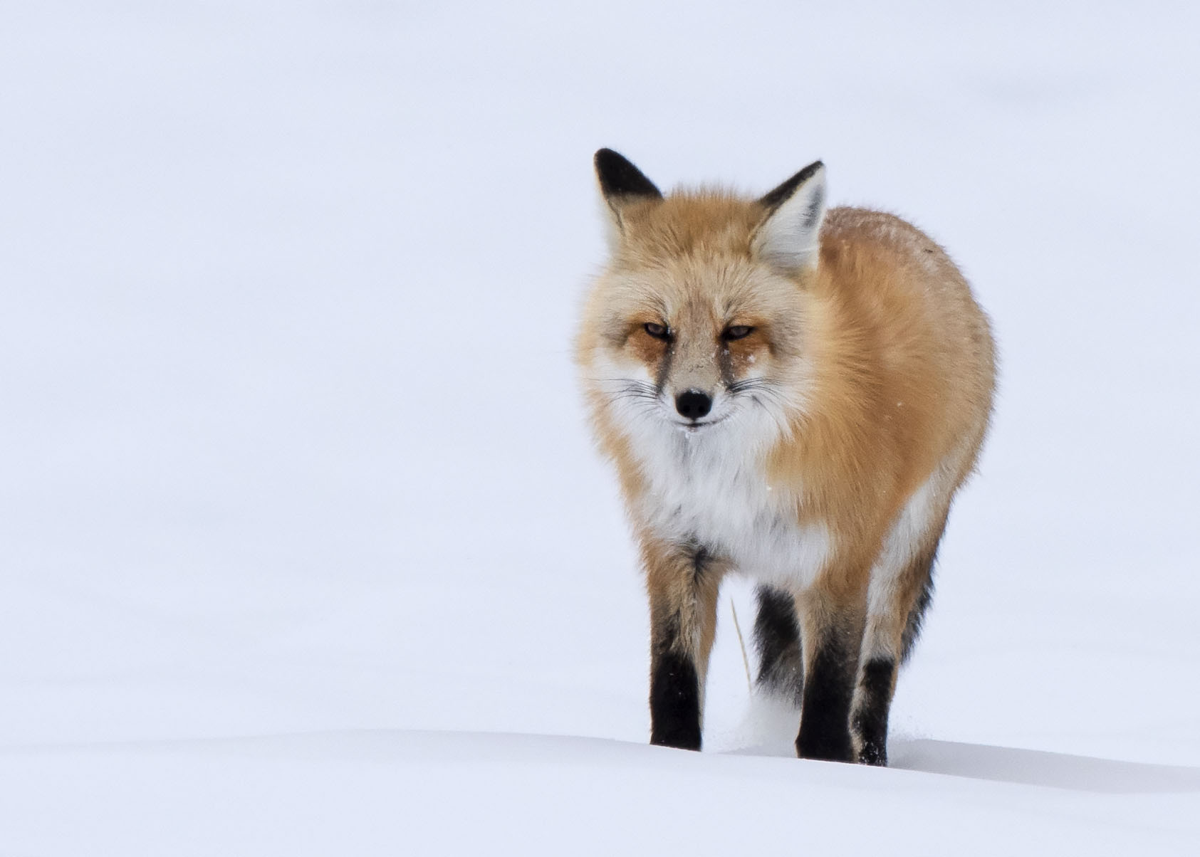 Winter_morning_23145