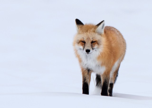 Winter_morning_23145