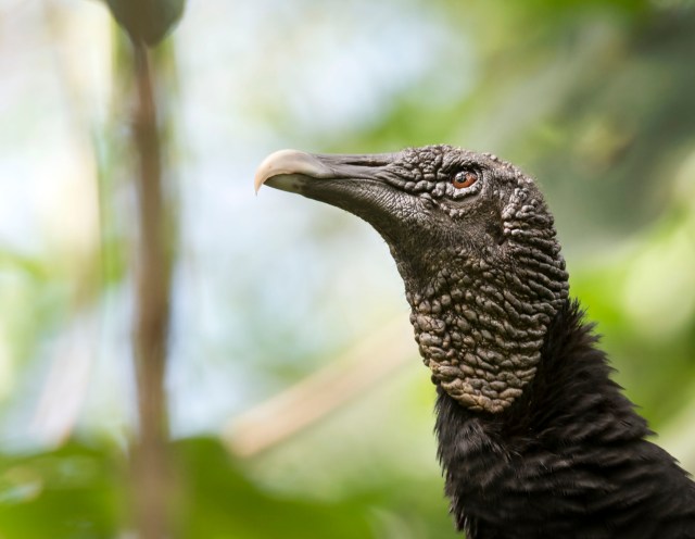 black_vulture_2314
