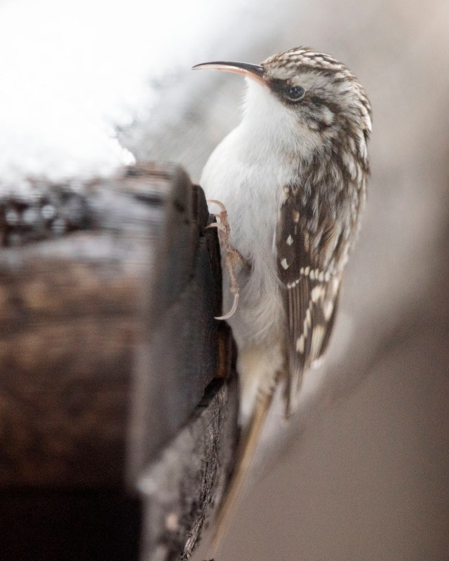 Brown_creeper_121436