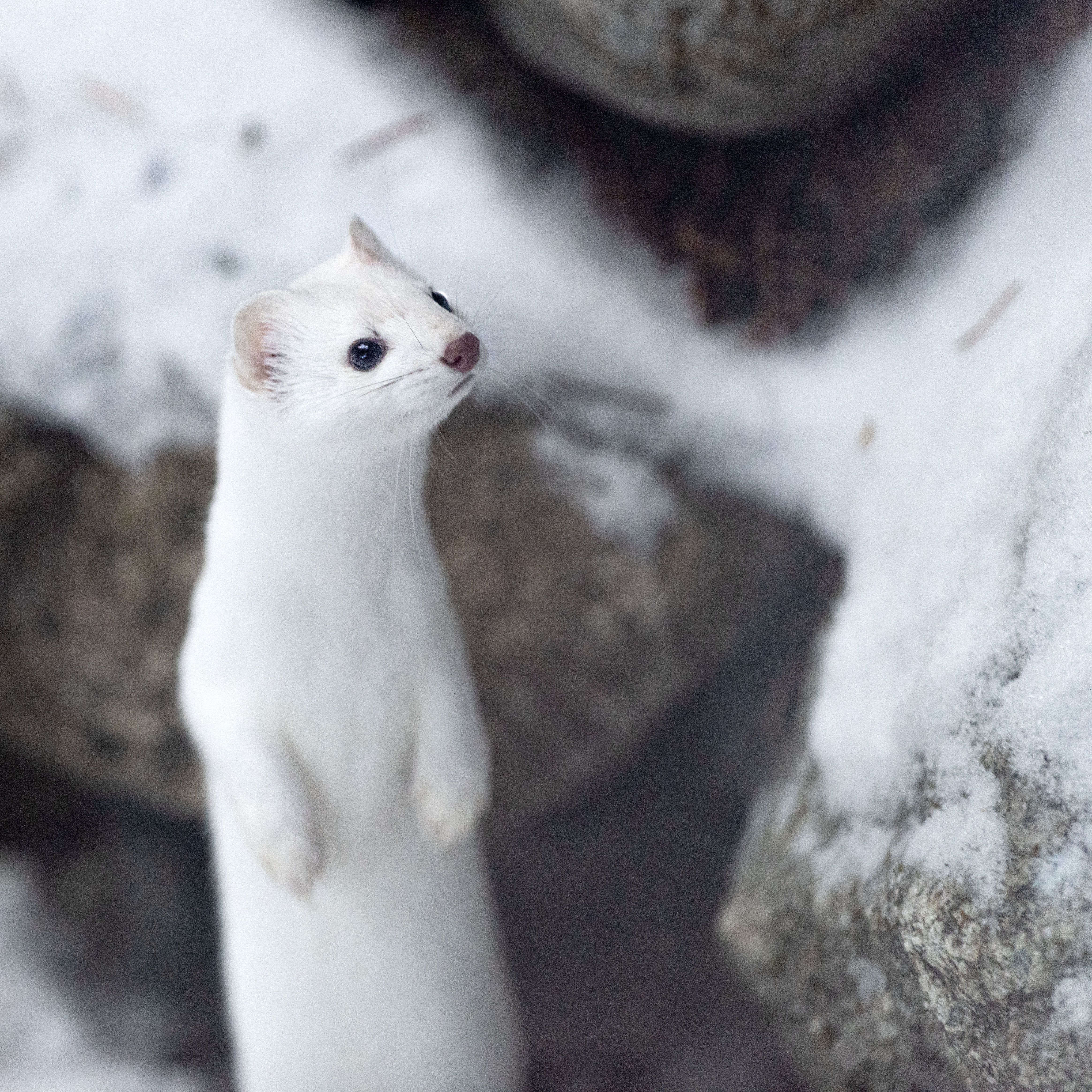 Where_did_the_rabbits_go