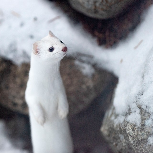 Where_did_the_rabbits_go